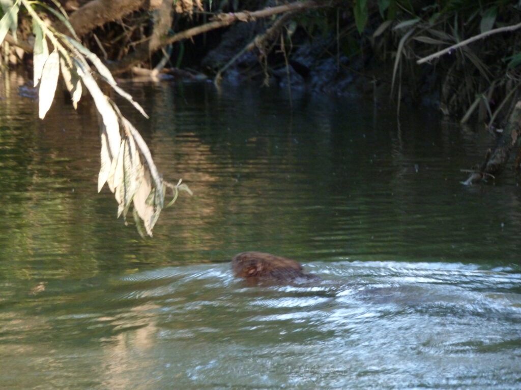 Bever gespot