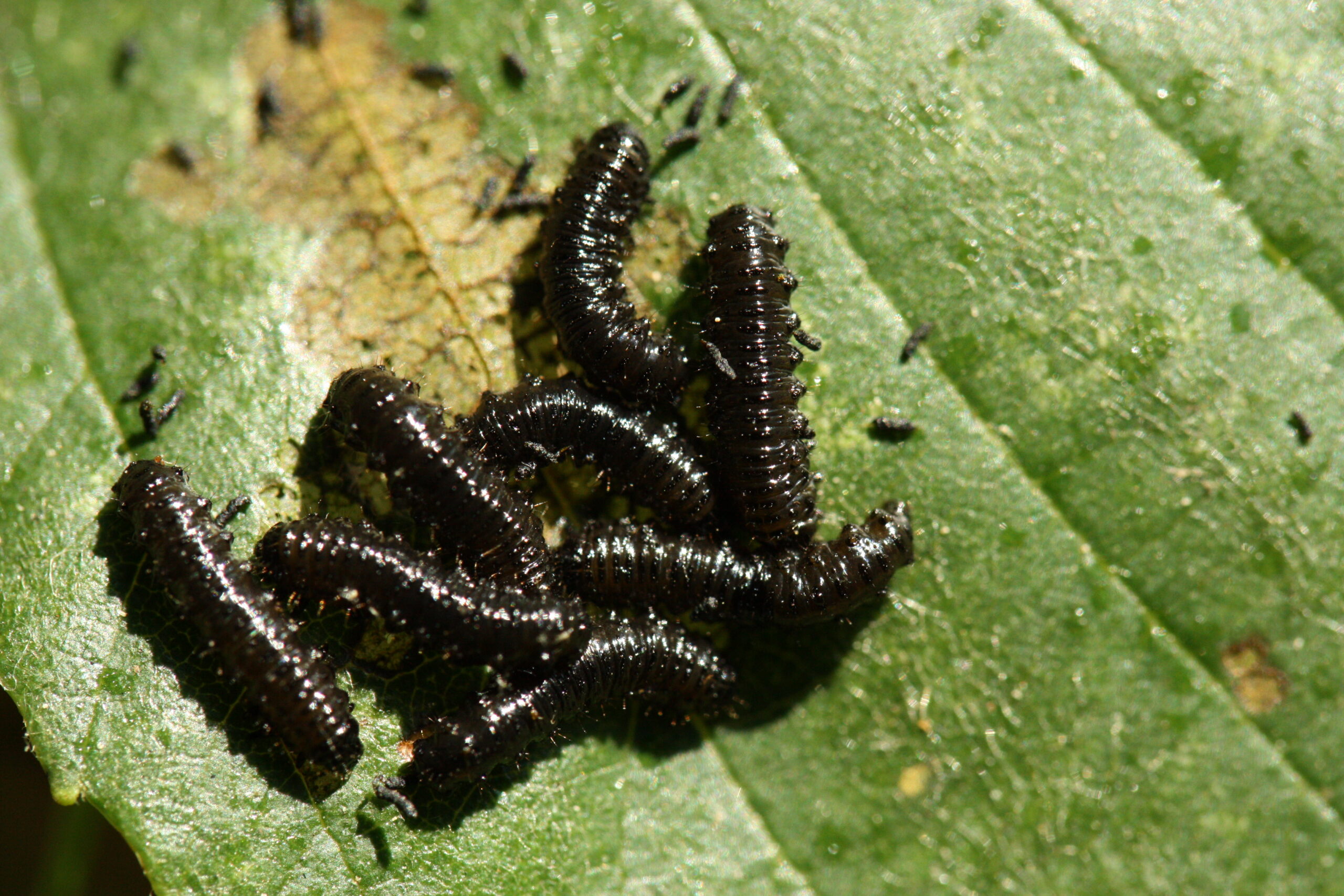 20110612 - elzenhaantje larven