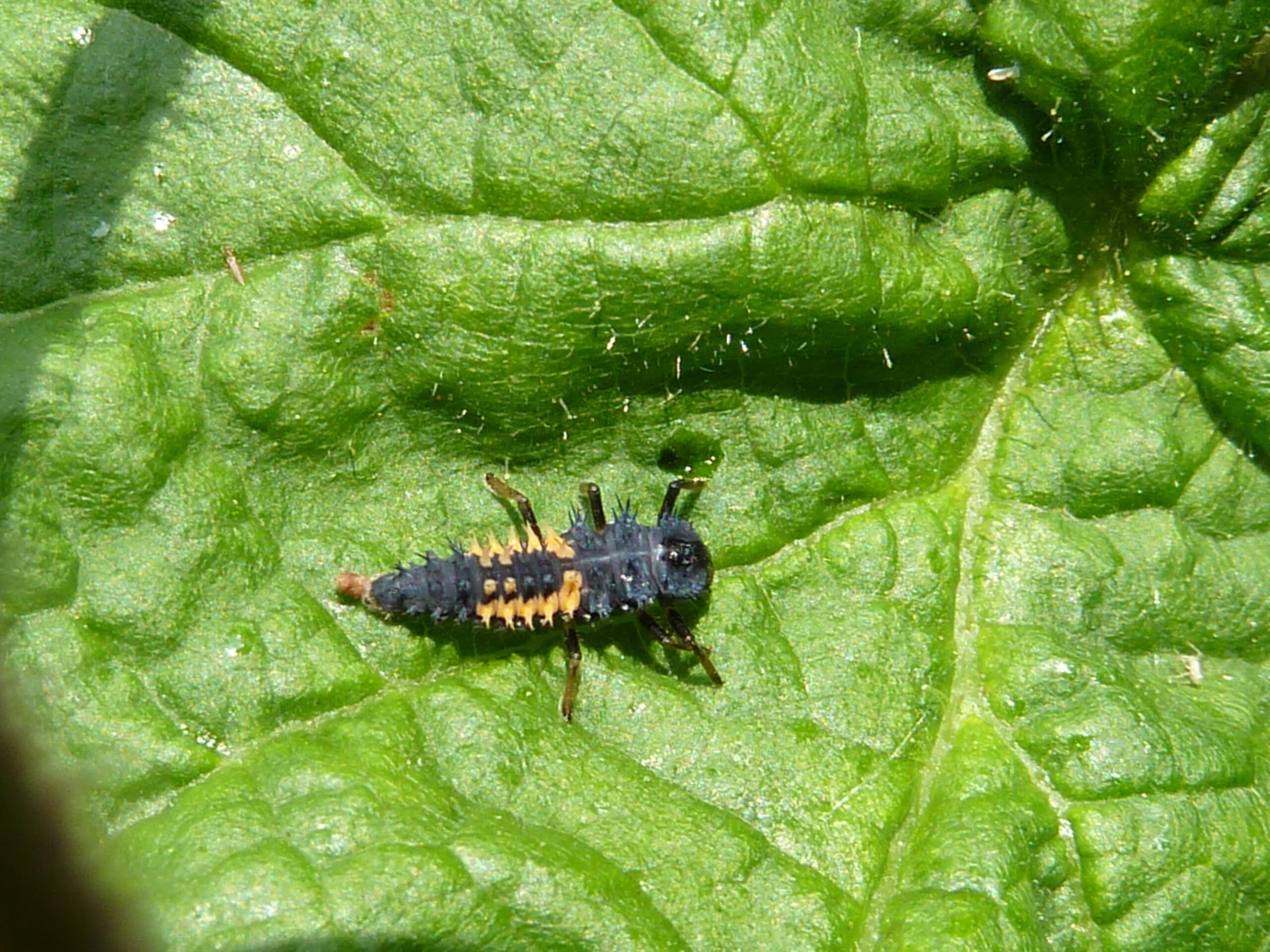 20110616 - lieveheersbeestje larve