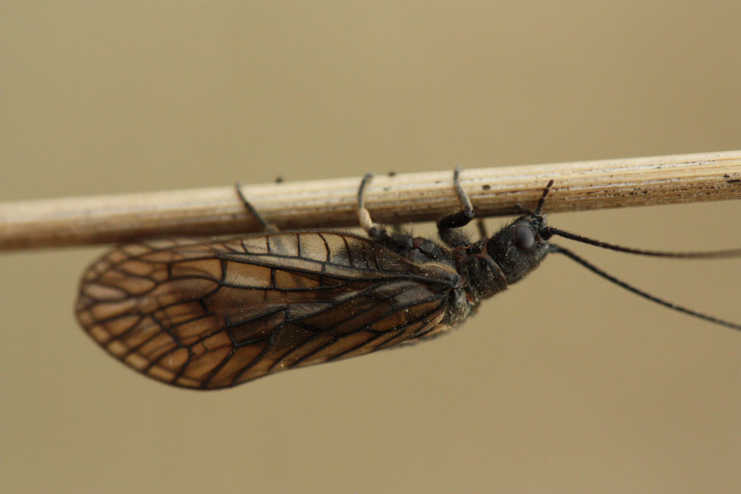 20140331 - gewone slijkvlieg