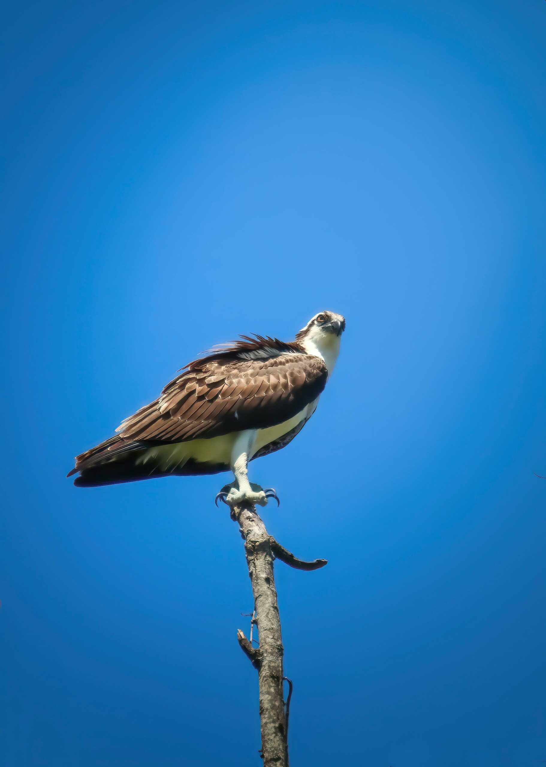 Film ‘De Biesbosch door Arendsogen’