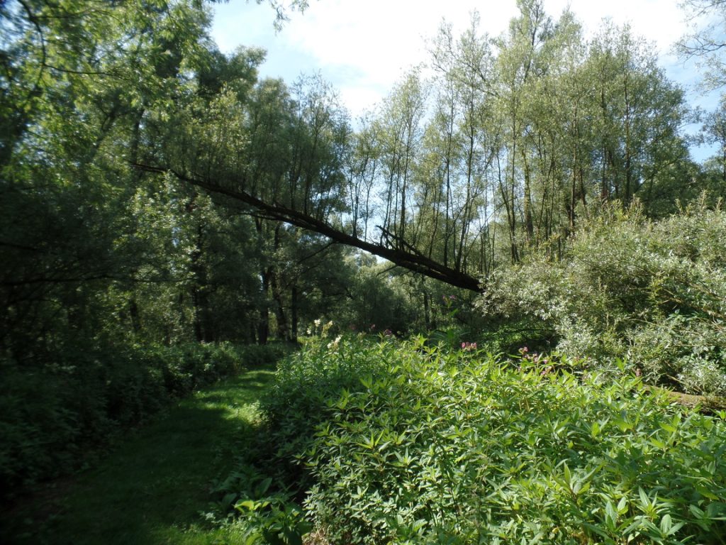 Wandel zaterdag 5 juli 2025 mee met gratis natuur excursies in Nationaal Park De Biesbosch