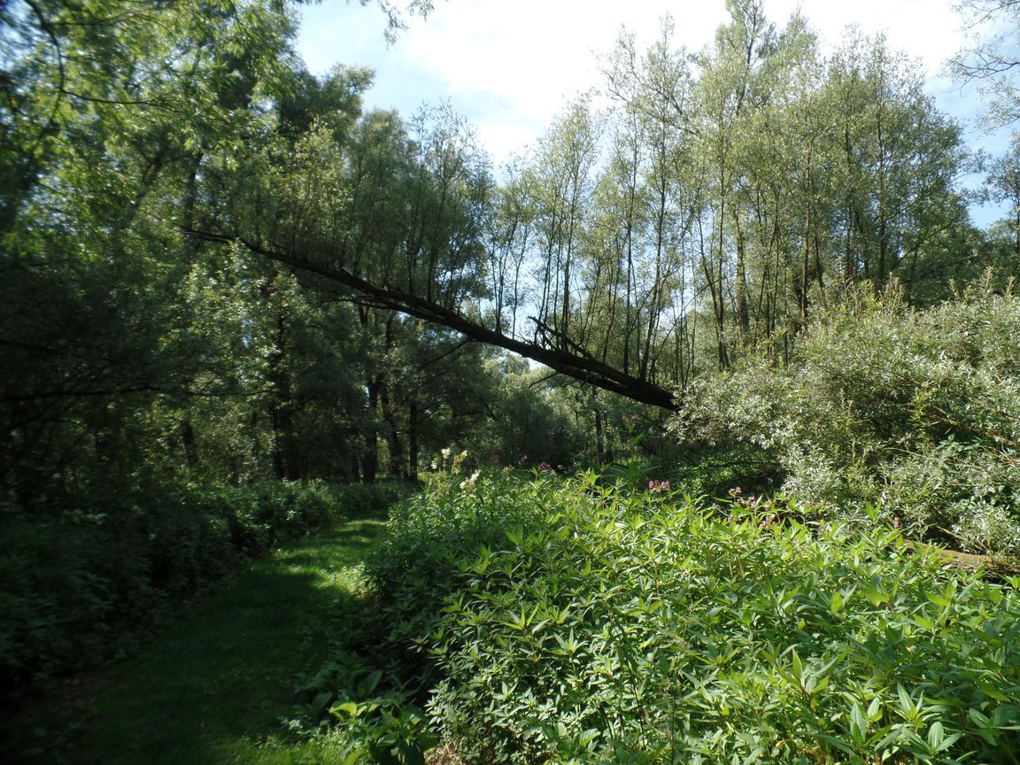 Wandel zaterdag 5 juli 2025 mee met gratis natuur excursies in Nationaal Park De Biesbosch